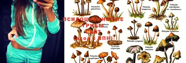 ПСИЛОЦИБИНОВЫЕ ГРИБЫ Елабуга